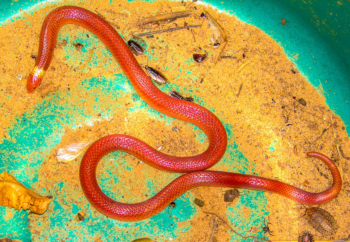 False Coral Snake by Reinhard Thomas ©